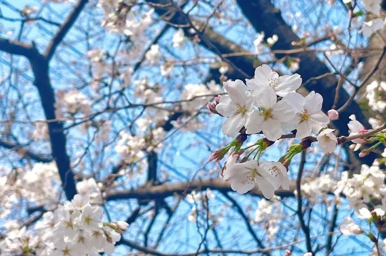 今年度もありがとうございました🌸