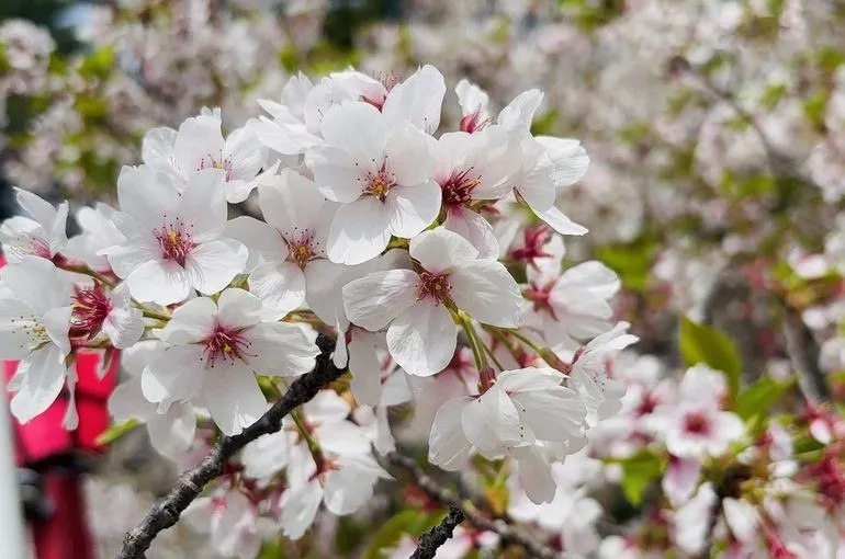 4月が終わります🍃