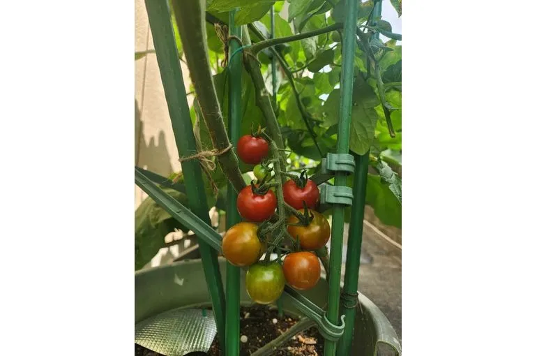 暑さに負けず育った夏野菜🍆🍅