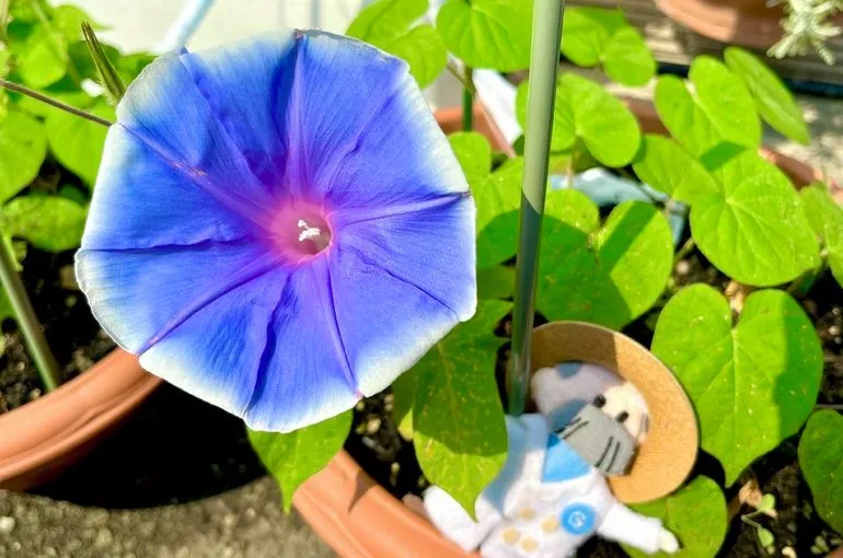 今年も猛暑🔥🌞