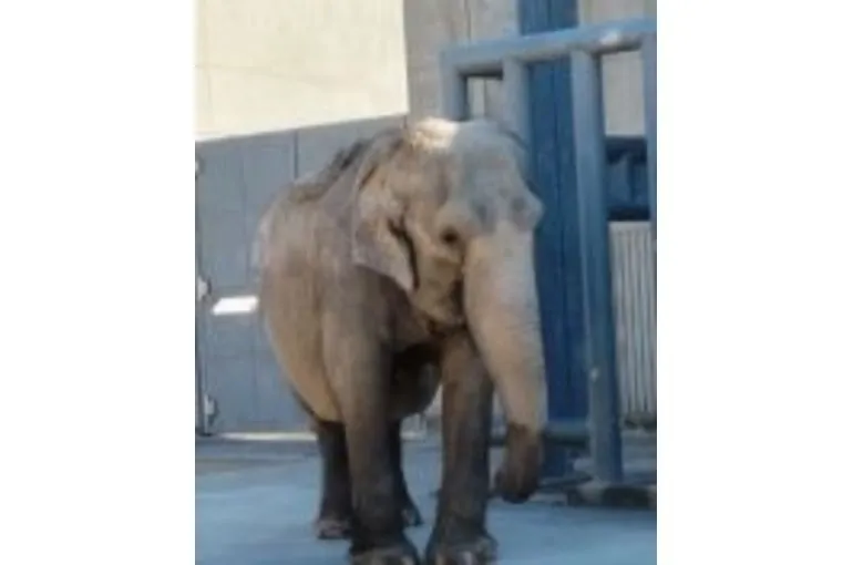 ゾウのふじ子🐘