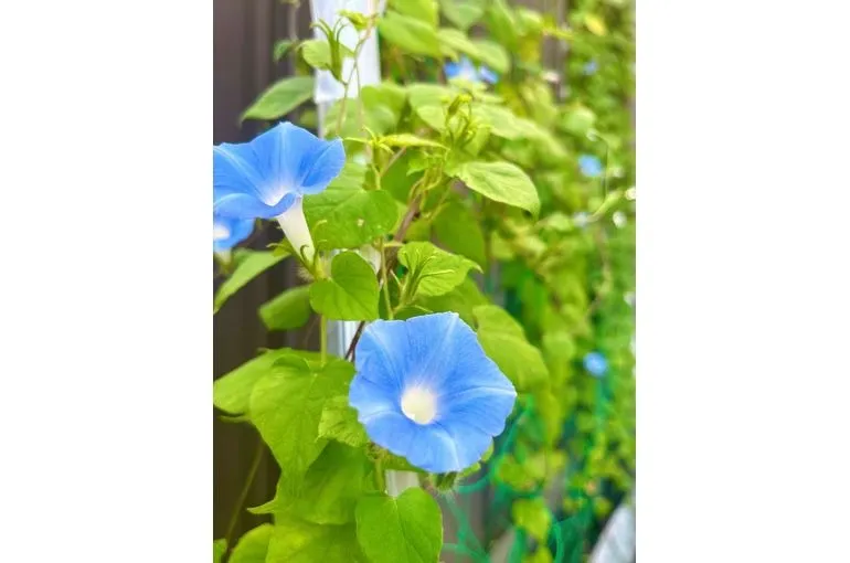 コンプリート✨🌸